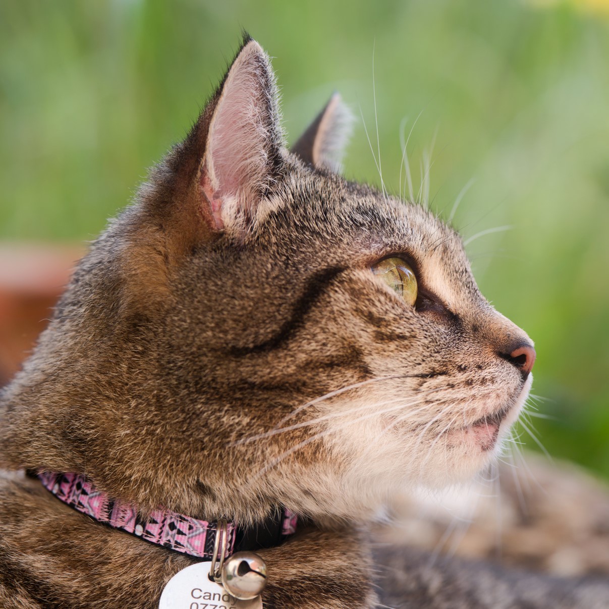 Aztec cat cheap collar